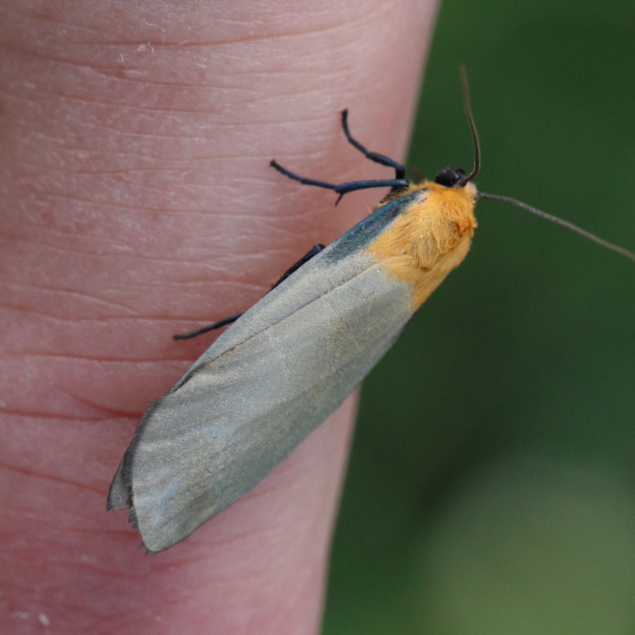 Photo of Four-spotted Footman (Lithosia quadra)